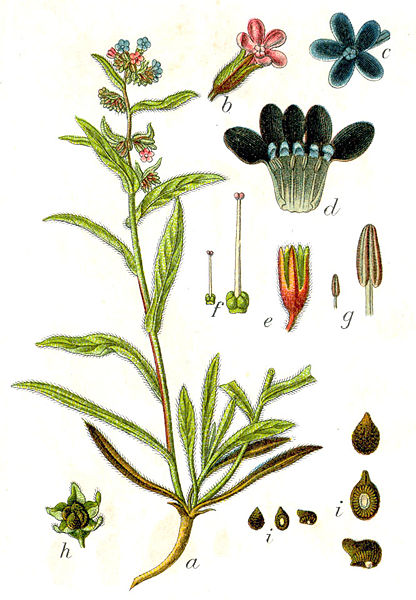 Anchusa officinalis.jpg