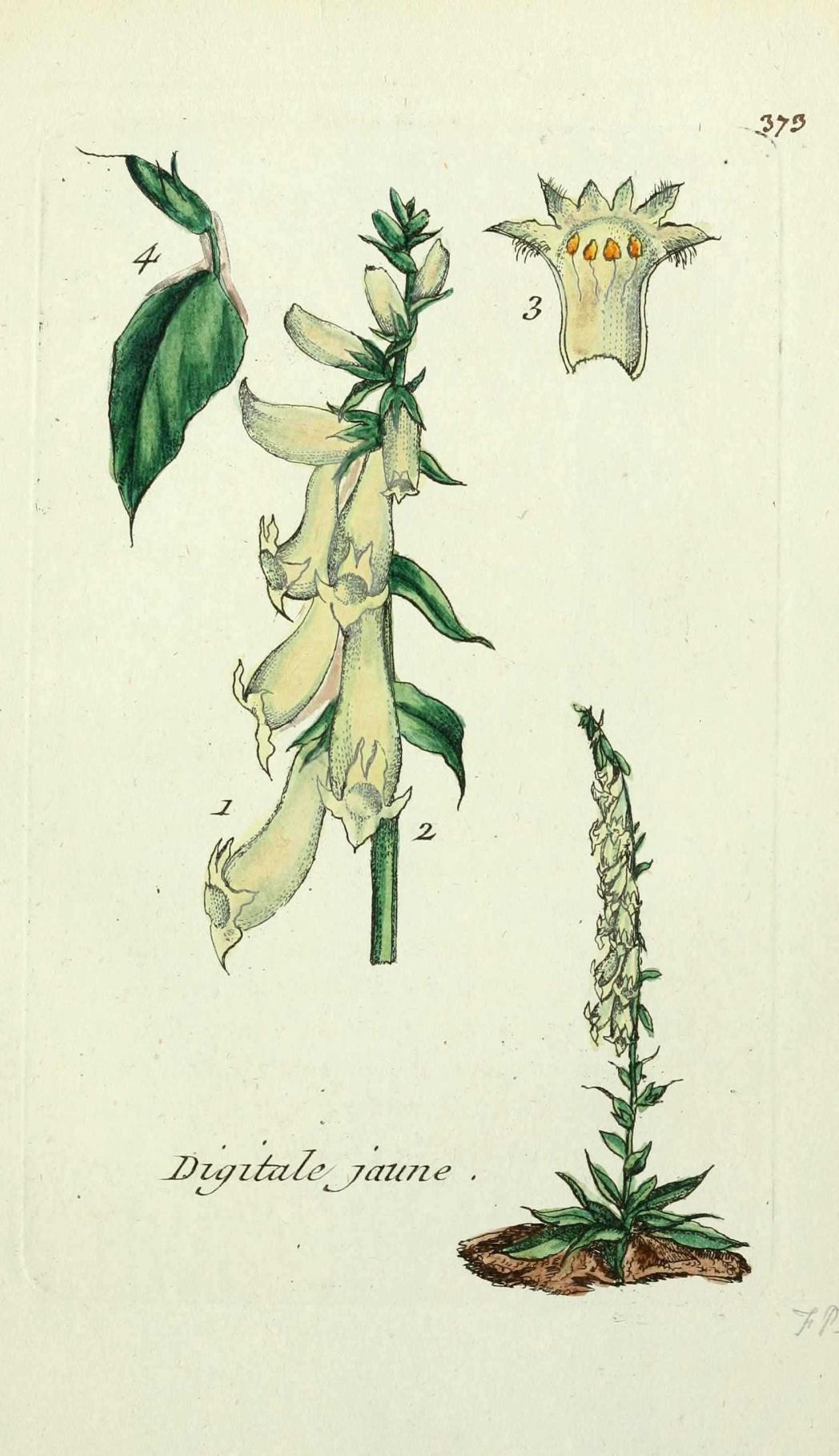 Digitalis lutea.jpg