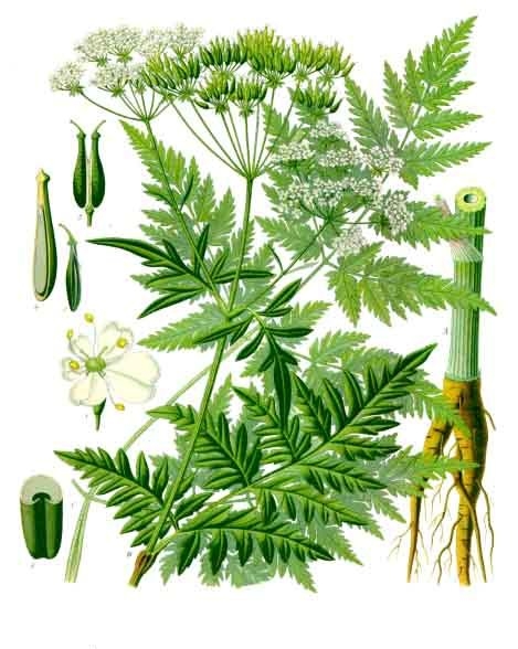 Anthriscus sylvestris.jpg