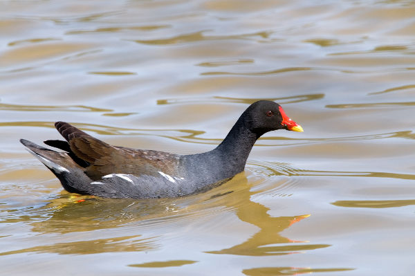 Gallinule poule d'eau Gallinula chloropus JJ Carlier 1436 BR.jpg