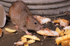 Rat gris RSPB images 1049440.jpg