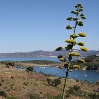 Image:Agave_americana_paysage_Nicolas_MacaireBR.jpg