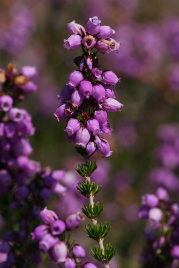 Image:Bruyere_cendree_Erica_cinerea_Nicolas_Macaire_6111_BR.jpg