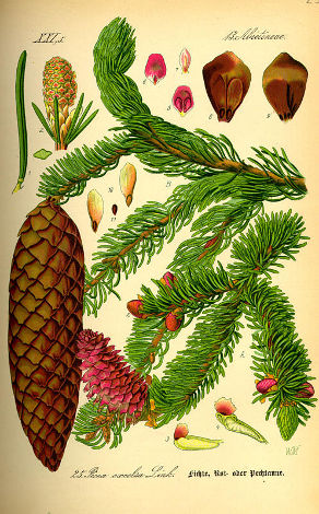 Epicea Picea abies.jpg