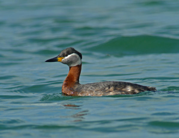 Image:GREBE_JOUGRIS1040602_BR.jpg