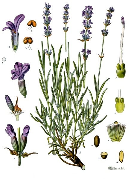 Image:Lavandula_angustifolia.jpg