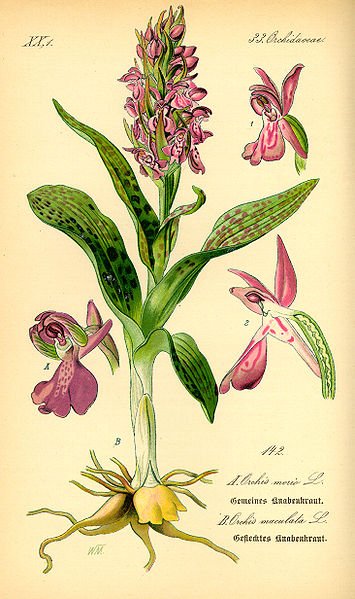 Image:Orchis_morio_Dactylorhiza_maculata.jpg