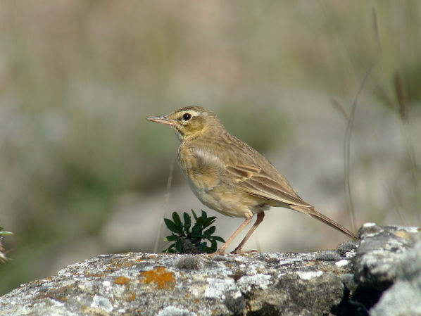 Image:PIPIT_ROUSSELINE1060148_BR.jpg