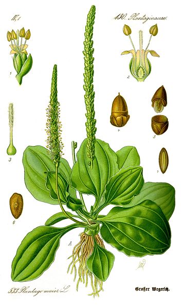 Image:Plantago_major.jpg