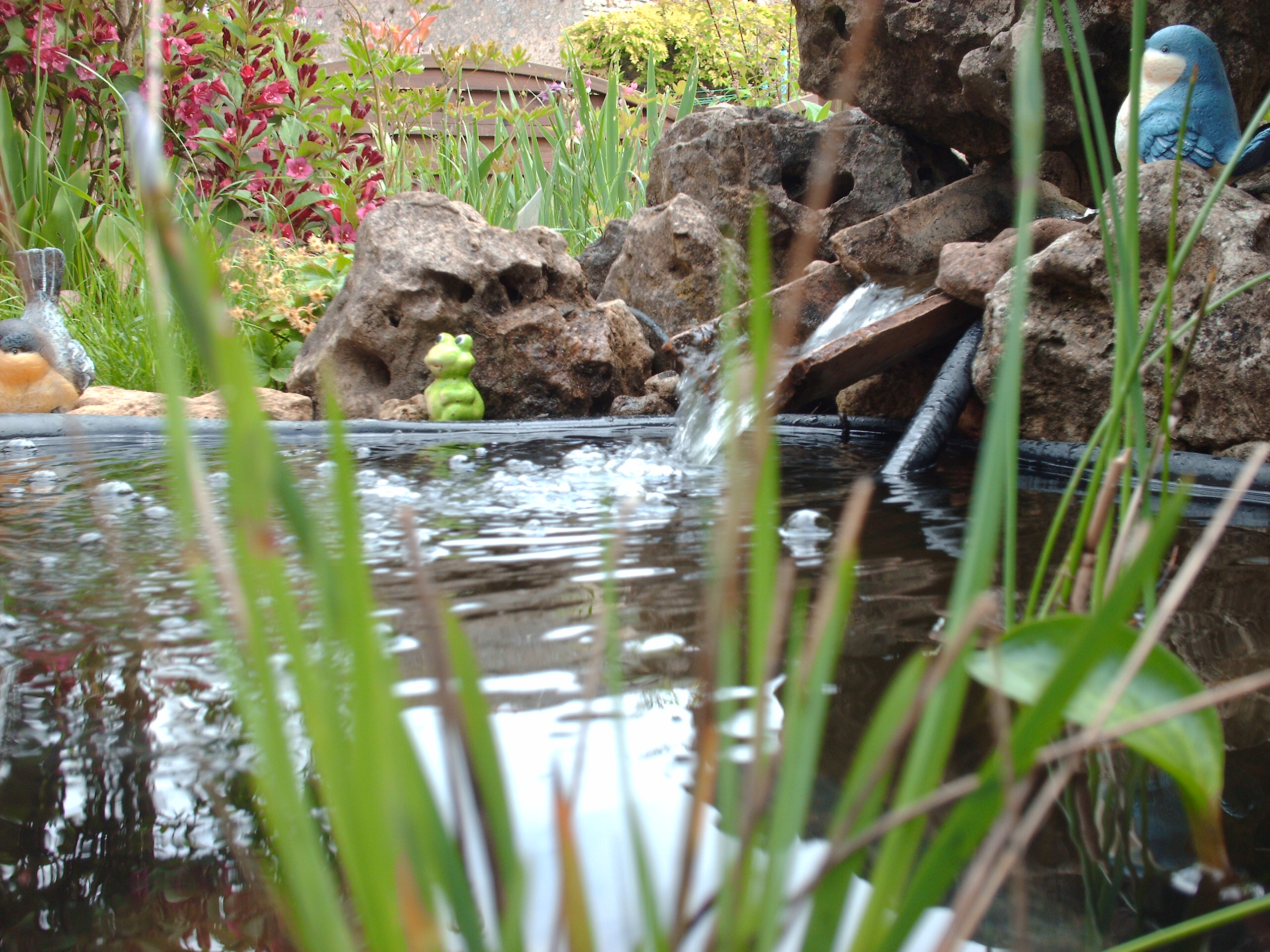 Vue sur le jardin.JPG