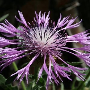 Centauree Centaurea pullata 2 Nicolas MacaireBR.jpg