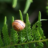 Image:Escargot_fougere_Massonne_Nicolas_MacaireBR.JPG