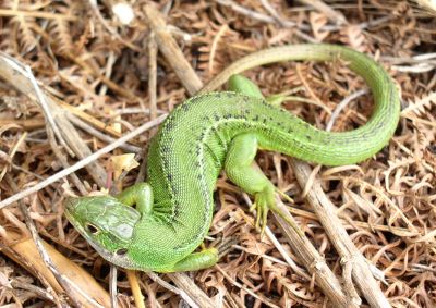 Lezard vert Lacerta viridis Gilles BentzBR.jpg