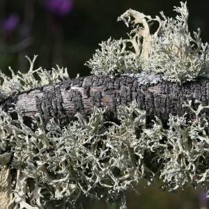 Image:Lichens_3_Nicolas_MacaireBR.jpg