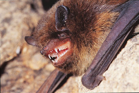 Image:Pipistrelle_Laurent_Arthur.jpg