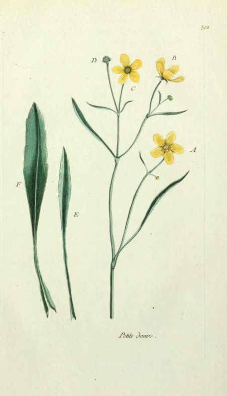 Image:Ranunculus_flammula.jpg