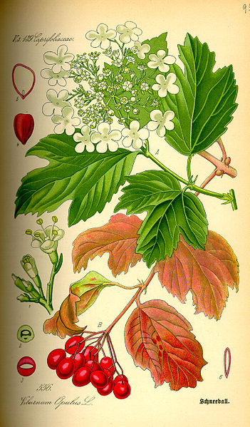 Image:Viburnum_opulus.jpg