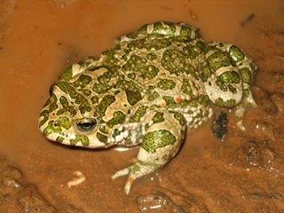 Crapaud vert.jpg