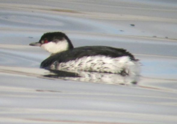 Image:Grebe_esclavon_Podiceps_auritus_Vincent_Ponelle_LPO.jpg