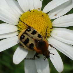 Trichius fasciatus François BourdetBR.JPG