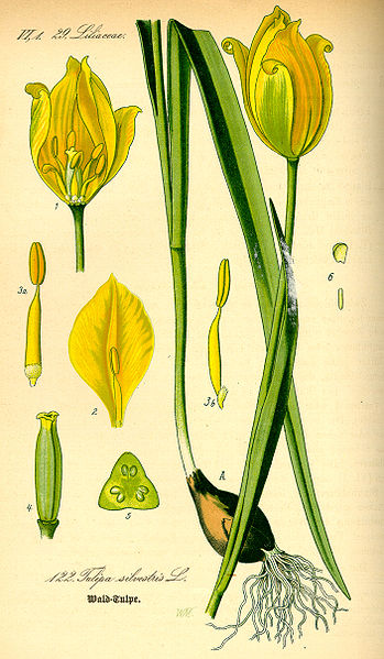 Image:Tulipa_sylvestris.jpg