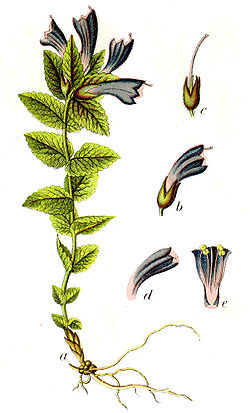 Image:Bartsia_alpina.jpg