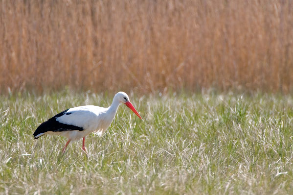 Image:Cigogne_blanche_Ciconia_ciconia_JJ_Carlier_1593_BR.jpg