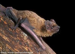 Noctule de Leisler Nyctalus leisleri.jpg