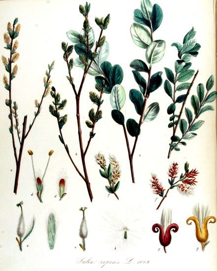 Salix-repens.jpg