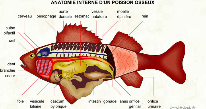 Anatomie poisson osseux.jpg