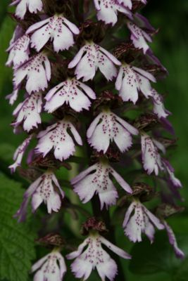 Image:Orchis_purpurea_1_Nicolas_MacaireBR.jpg