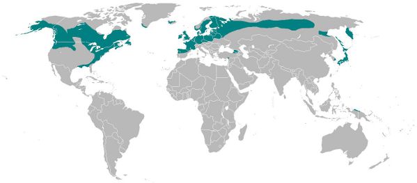 Distribution Drosera rotundifolia.jpg