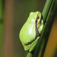 Hyla arborea Pinail Nicolas Macaire3303BR.jpg