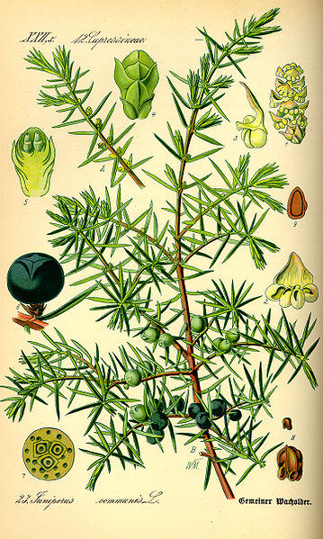 Image:Juniperus_communis.jpg