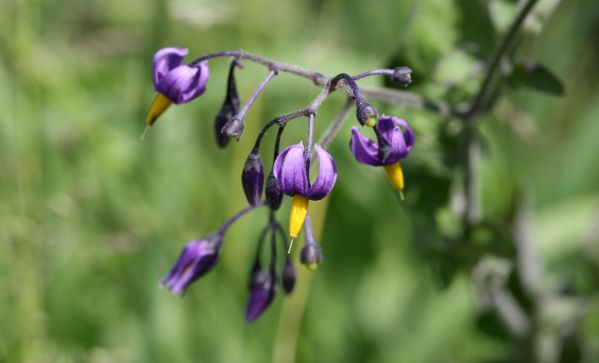 Douce amere Solanum dulcamara Nicolas Macaire 5963 BR.jpg