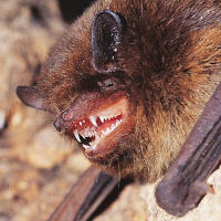 Pipistrelle Laurent ArthurBR.jpg