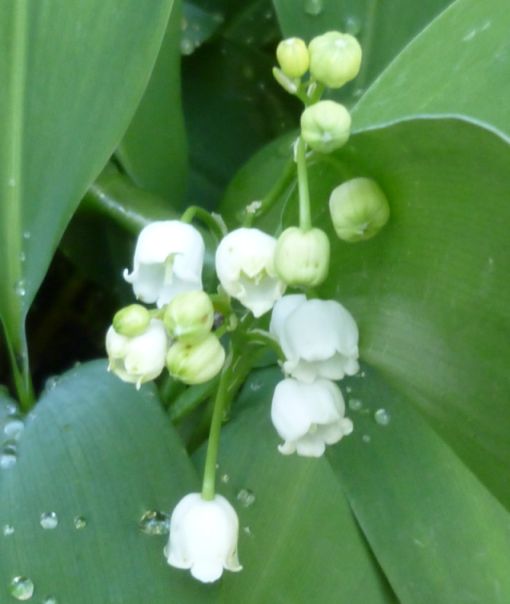 Muguet.jpg