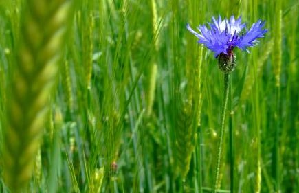 Bleuet Centaurea cyanus 2 Cedric Mroczko BR.JPG