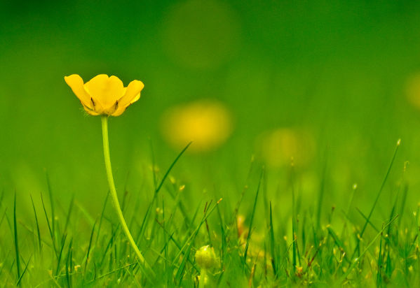 Image:Bouton_d'or_Ranunculus_acris_JJ_Carlier_0064_BR.jpg