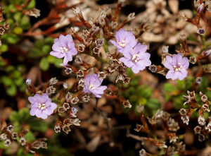 Limonium pseudominutum.jpg