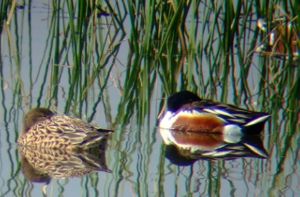 Image:Canards_souchet__Anas_clypeata_couple_Cedric_Mroczko_BR.JPG