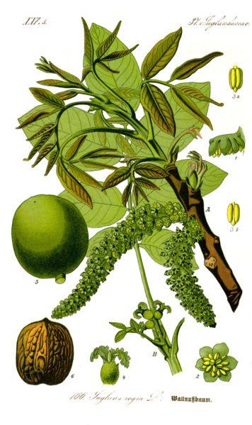 Image:Juglans_regia.jpg