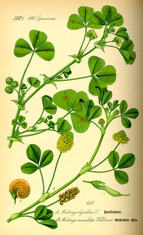 Image:Medicago_lupulina.jpg