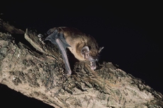 Noctule Nyctalus noctula RSPB images 1011368.jpg