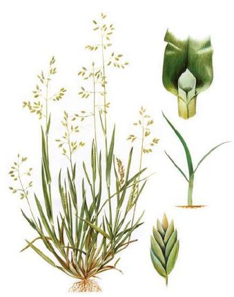 Poa annua.jpg