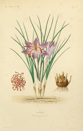 Image:Crocus_sativus_BR.jpg