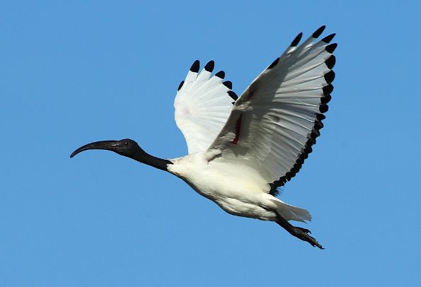 Ibis sacre aurelien audevard.jpg