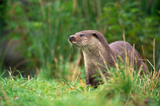 Loutre RSPB images 1037779.jpg