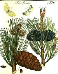 Pinus cembra.jpg