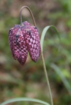 Fritillaria meleagris la Touche 2 Nicolas MacaireBR.jpg